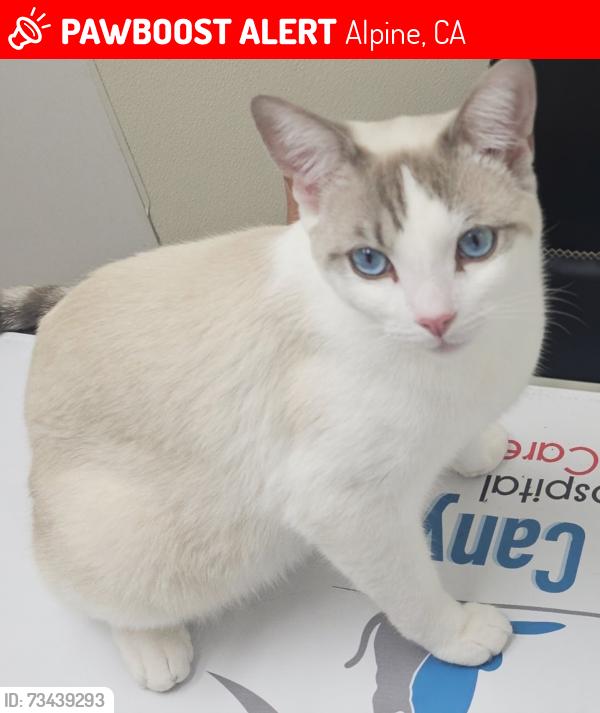 Lost Male Cat last seen Harbison Canyon accross from Shadow Hills Elementary, Alpine, CA 91901