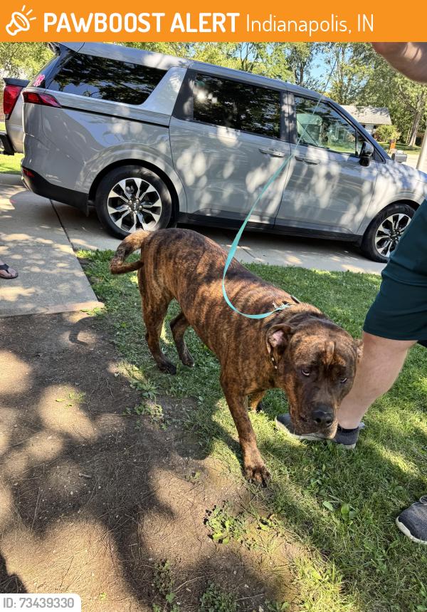 Found/Stray Male Dog last seen Near & Mithoeffer, Indianapolis, IN 46229