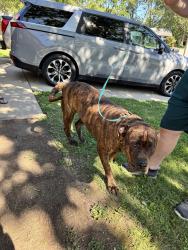 Found/Stray Male Dog last seen Near & Mithoeffer, Indianapolis, IN 46229