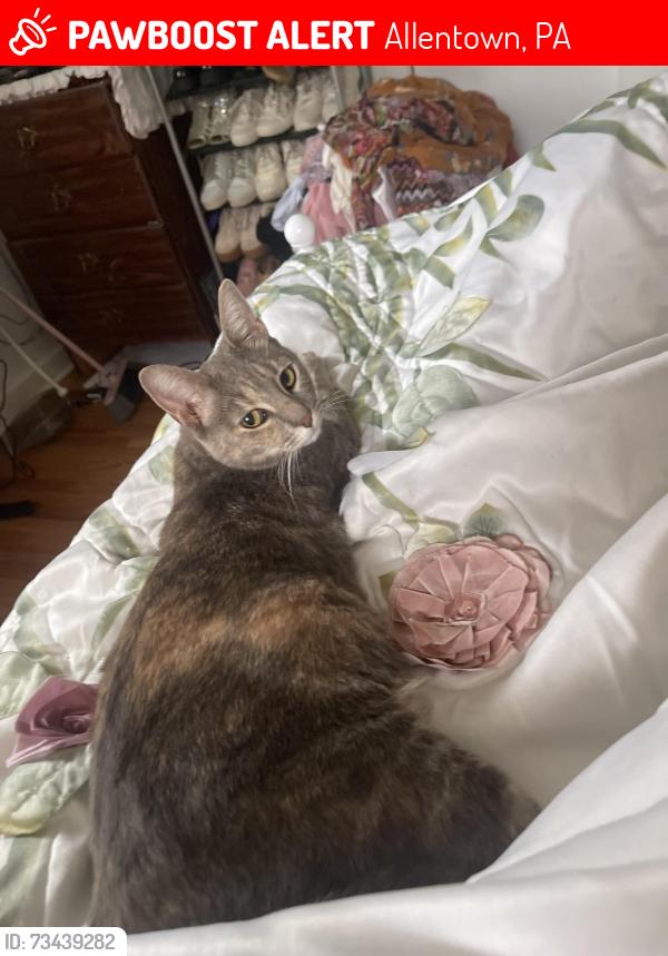 Lost Female Cat last seen W Ethel st and Margaret st, Allentown, PA 18103