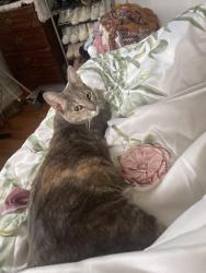 Lost Female Cat last seen W Ethel st and Margaret st, Allentown, PA 18103