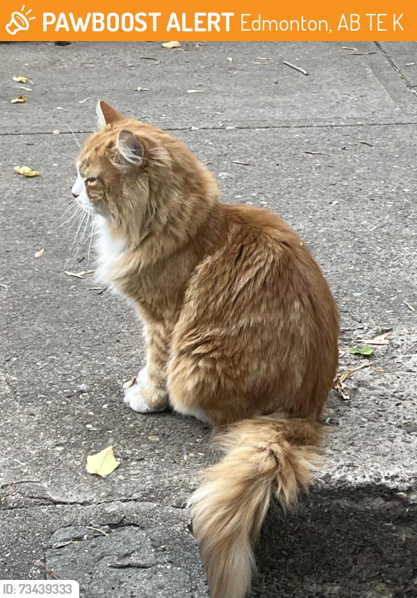 Found/Stray Unknown Cat last seen 107th and 85th Ave, Edmonton, AB T6E 2K9