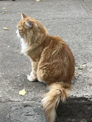 Found/Stray Unknown Cat last seen 107th and 85th Ave, Edmonton, AB T6E 2K9