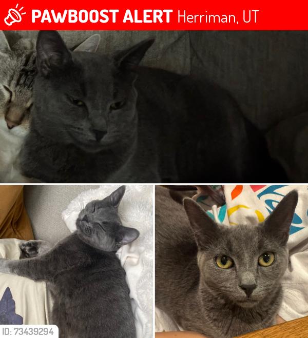 Lost Female Cat last seen Near the Cove Pond in Herriman, Herriman, UT 84096