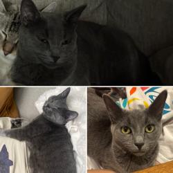 Lost Female Cat last seen Near the Cove Pond in Herriman, Herriman, UT 84096