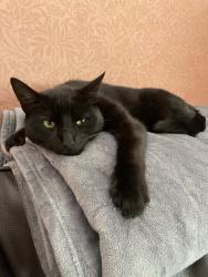 Lost Male Cat last seen Firrhill Crescent, Edinburgh, Scotland EH13 9EQ