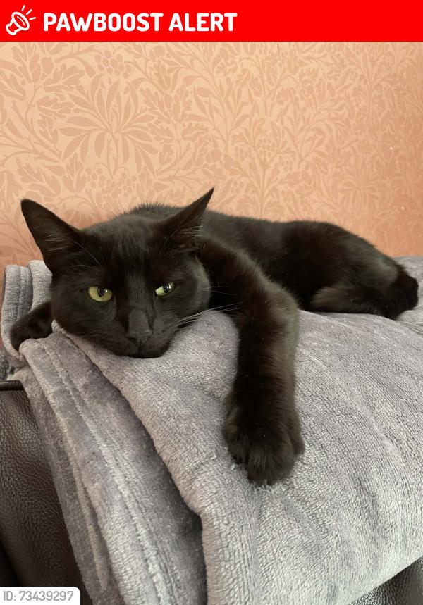 Lost Male Cat last seen Firrhill Crescent, Edinburgh, Scotland EH13 9EQ