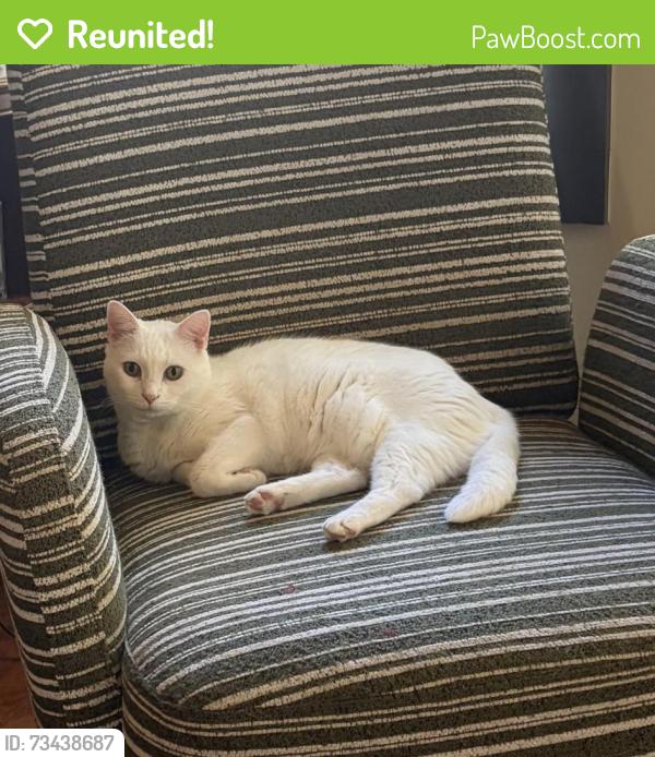Reunited Female Cat last seen MANCUNIAN & FOUNDERS WAY, Douglasville, GA 30135