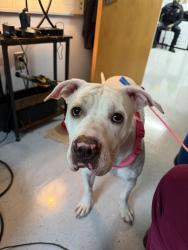 Found/Stray Female Dog last seen Berwyn Heights Elementary School, Berwyn Heights, MD 20740