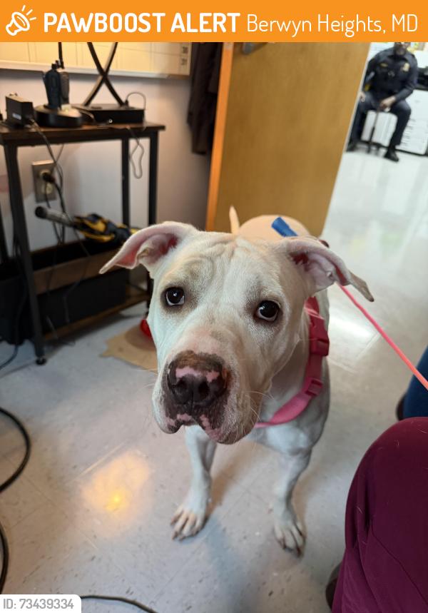 Found/Stray Female Dog last seen Berwyn Heights Elementary School, Berwyn Heights, MD 20740
