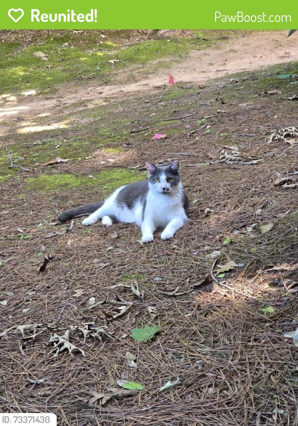 Reunited Male Cat last seen The Villas behind Walmart, Newnan, GA 30265