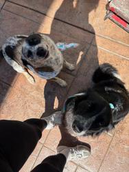 Reunited Female Dog last seen 2nd avenue, Chula Vista, CA 91910