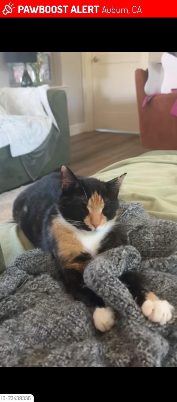 Lost Female Cat last seen Racetrack and Auburn Folsom, Auburn, CA 95603