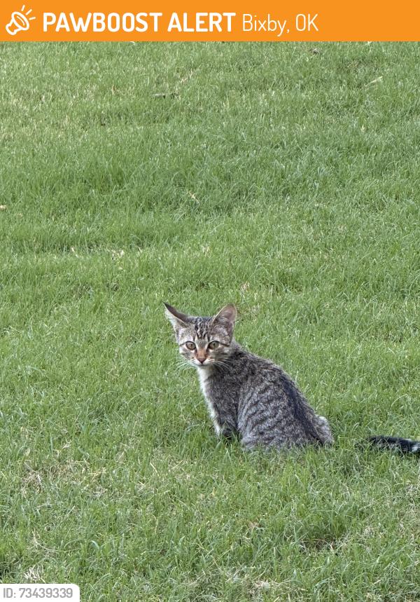 Found/Stray Female Cat last seen 83rd and 114th street, Bixby, OK 74008
