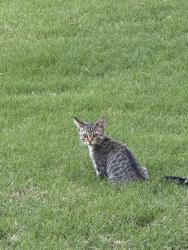 Found/Stray Female Cat last seen 83rd and 114th street, Bixby, OK 74008