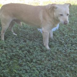 Found/Stray Male Dog last seen Roseland & Macy, Greensboro, NC 27408