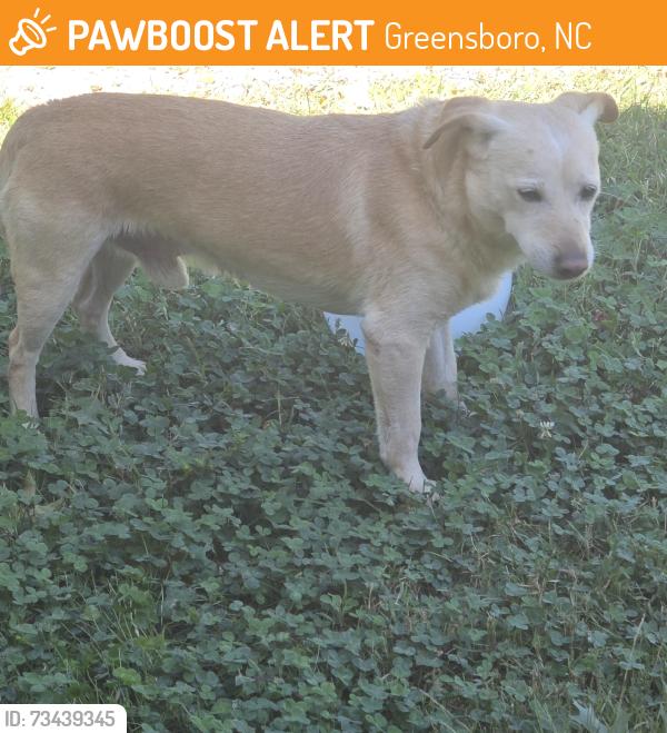 Found/Stray Male Dog last seen Roseland & Macy, Greensboro, NC 27408