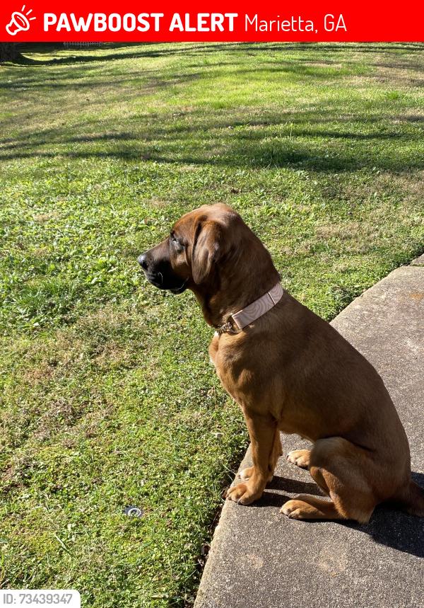 Lost Female Dog last seen Old canton, Marietta, GA 30068