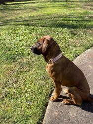 Lost Female Dog last seen Old canton, Marietta, GA 30068