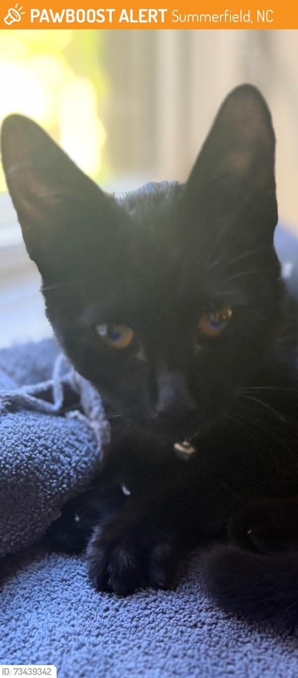 Found/Stray Female Cat last seen Eversfield Rd, Summerfield NC, Summerfield, NC 27358