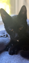 Found/Stray Female Cat last seen Eversfield Rd, Summerfield NC, Summerfield, NC 27358