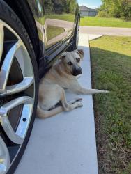 Found/Stray Male Dog last seen Milwaukee blvd, Lehigh Acres, FL 33974