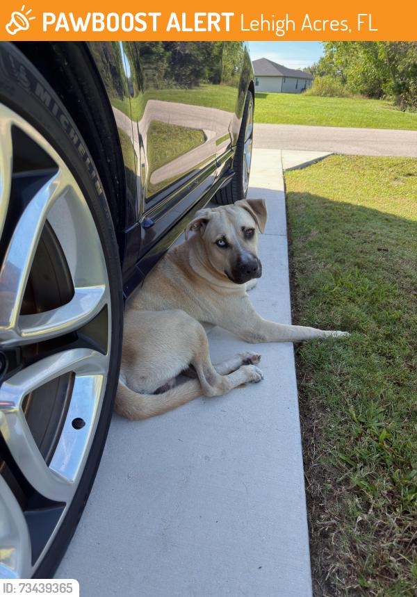Found/Stray Male Dog last seen Milwaukee blvd, Lehigh Acres, FL 33974