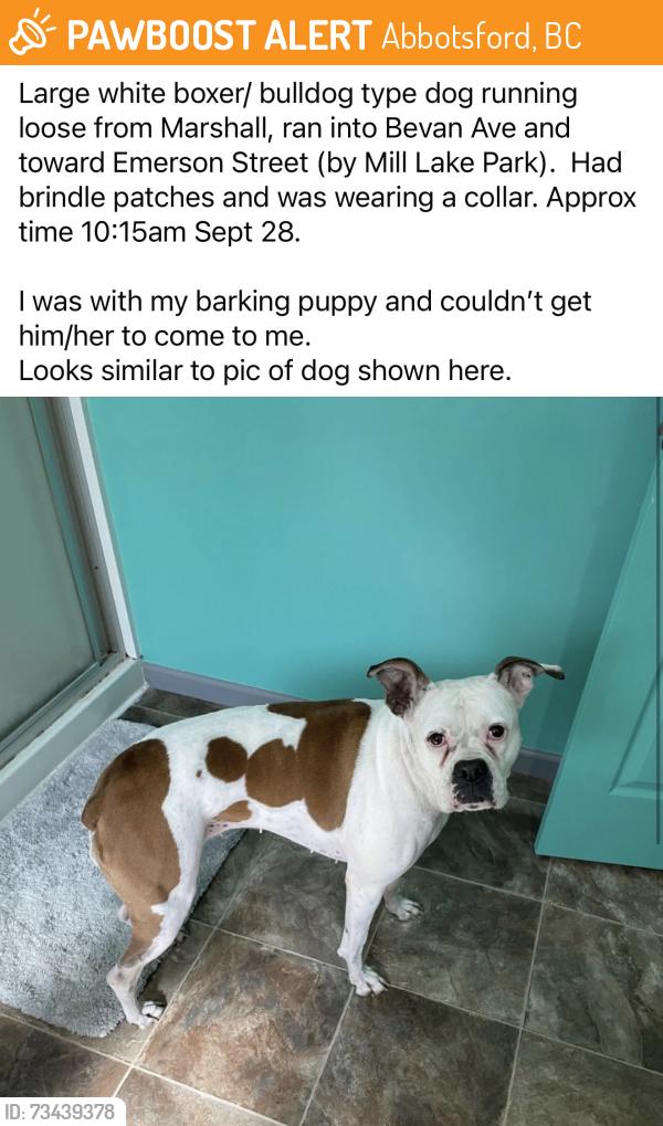 Found/Stray Unknown Dog last seen Marshall Rd and Bevan Ave, Abbotsford, BC 