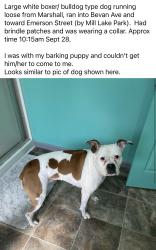 Found/Stray Unknown Dog last seen Marshall Rd and Bevan Ave, Abbotsford, BC 