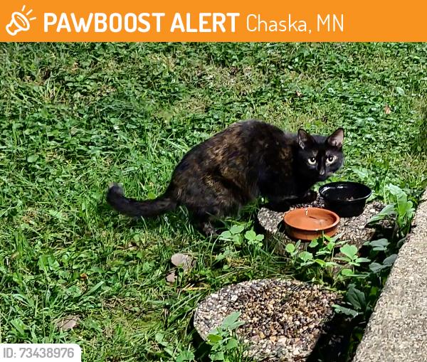 Found/Stray Unknown Cat last seen Chaska Blvd and Crosstown Blvd, Chaska, MN 55318