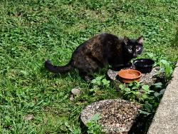 Found/Stray Unknown Cat last seen Chaska Blvd and Crosstown Blvd, Chaska, MN 55318