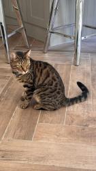 Lost Male Cat last seen Aldershot, Rowhill area, Hampshire, England GU11 3NB
