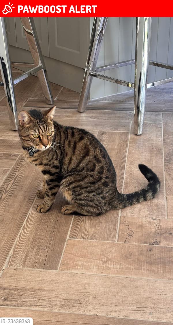 Lost Male Cat last seen Aldershot, Rowhill area, Hampshire, England GU11 3NB