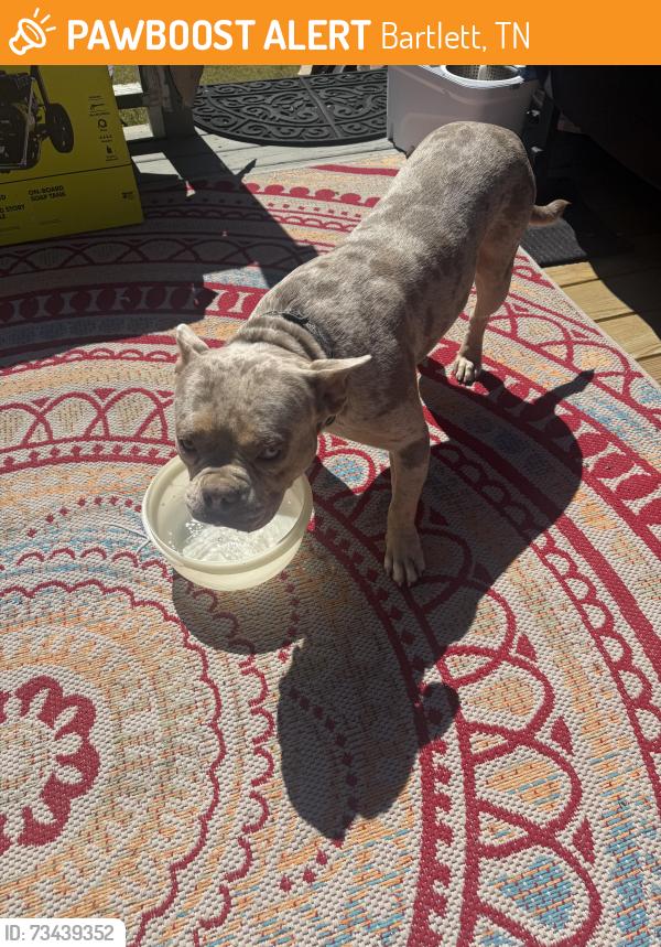 Found/Stray Male Dog last seen Altruria Road and West Grove Dr, Bartlett, TN 38134