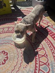 Found/Stray Male Dog last seen Altruria Road and West Grove Dr, Bartlett, TN 38134