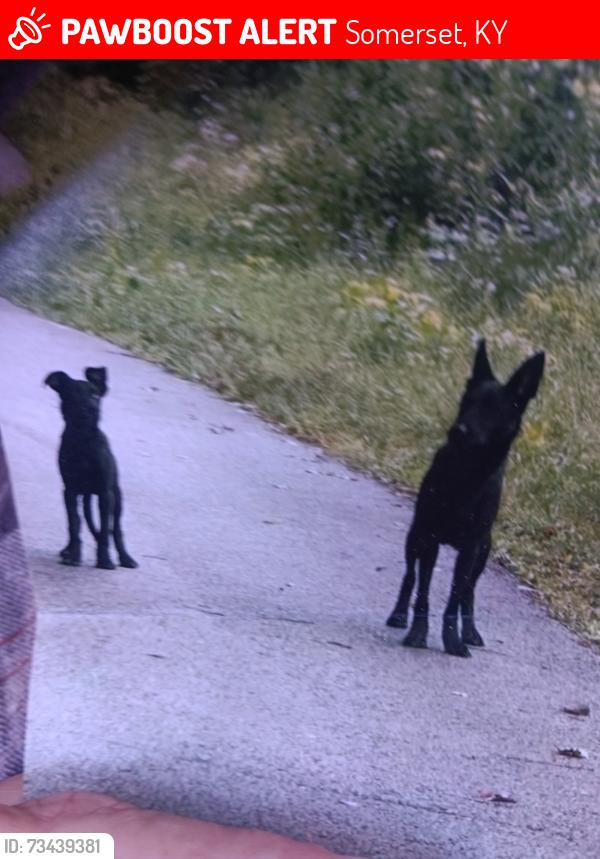 Lost Female Dog last seen Pumphouse road, Somerset, KY 42503