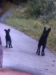 Lost Female Dog last seen Pumphouse road, Somerset, KY 42503