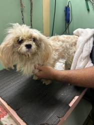 Found/Stray Unknown Dog last seen 34th st and 58th Av n, Lealman, FL 33714