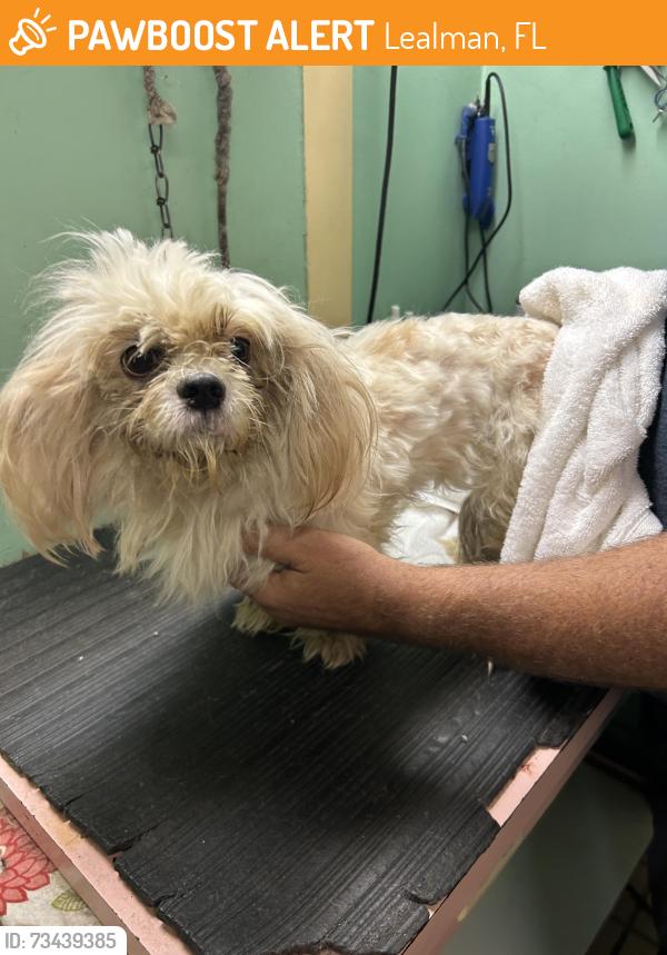 Found/Stray Unknown Dog last seen 34th st and 58th Av n, Lealman, FL 33714
