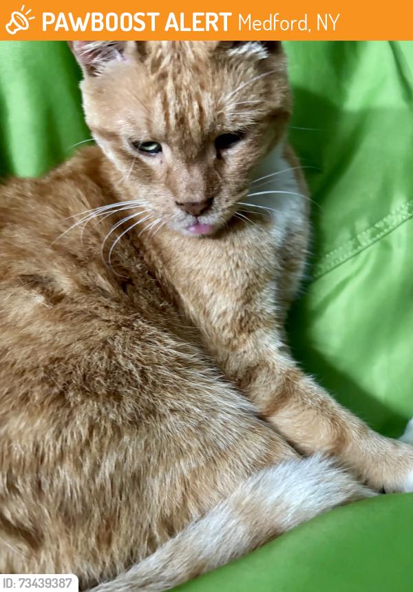Found/Stray Female Cat last seen Waverly/Falcon, Medford, NY 11763
