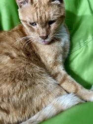 Found/Stray Female Cat last seen Waverly/Falcon, Medford, NY 11763