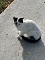 Found/Stray Unknown Cat last seen Ewing in between lake street and greenwood, Evanston, IL 60203
