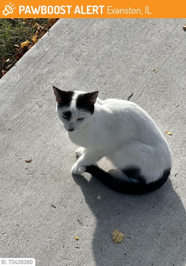 Found/Stray Unknown Cat last seen Ewing in between lake street and greenwood, Evanston, IL 60203