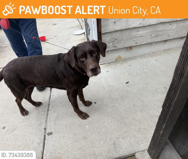 Found/Stray Female Dog last seen Perry rd and Decoto, Union City, CA 94587