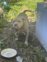 Found/Stray Female Dog last seen Near Laclede St. Indianapolis, IN, Indianapolis, IN 46241