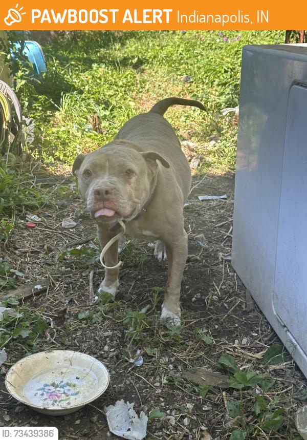 Found/Stray Female Dog last seen Near Laclede St. Indianapolis, IN, Indianapolis, IN 46241