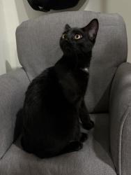 Lost Male Cat last seen Marion rd and career ave, Sioux Falls, SD 57107