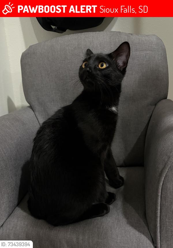 Lost Male Cat last seen Marion rd and career ave, Sioux Falls, SD 57107