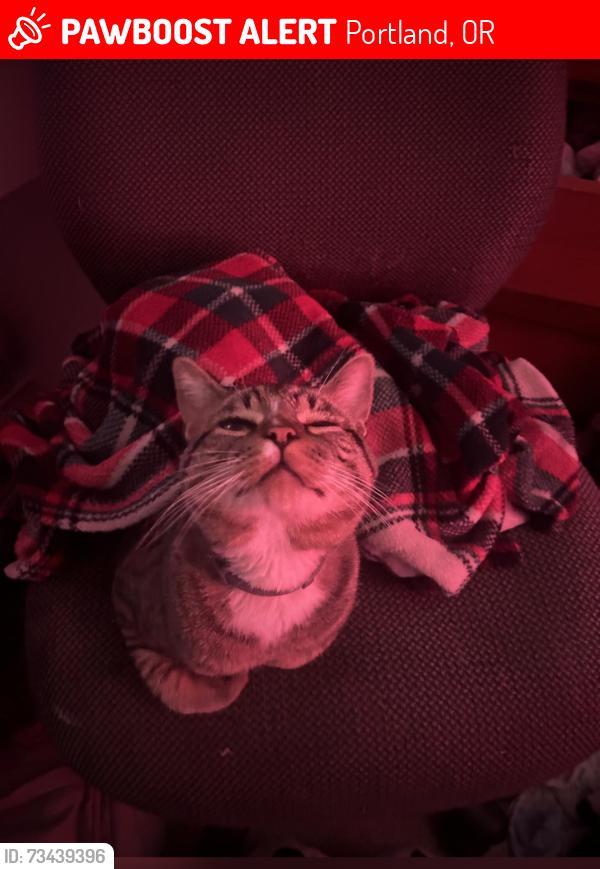 Lost Male Cat last seen Columbia and Chautauqua, Portland, OR 97203