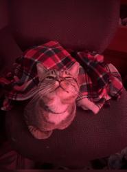 Lost Male Cat last seen Columbia and Chautauqua, Portland, OR 97203